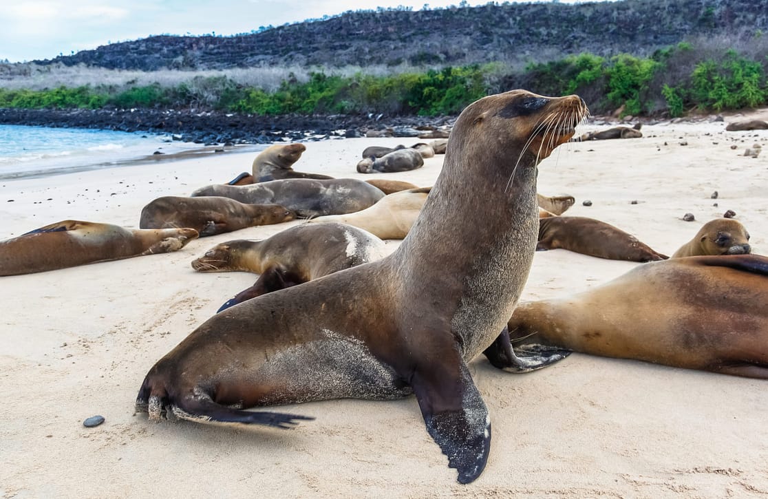 Sailing the Galapagos: Top Islands for the Ultimate Wildlife Lovers’ Getaway