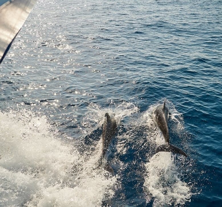 An image of Lupus Mare yacht